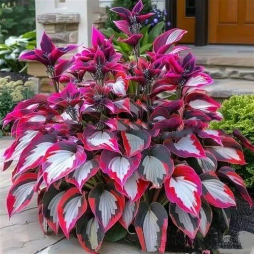 🌱Rare Hosta Seeds for Lush Shade Gardens💖🔥1 Pack-150 Seeds