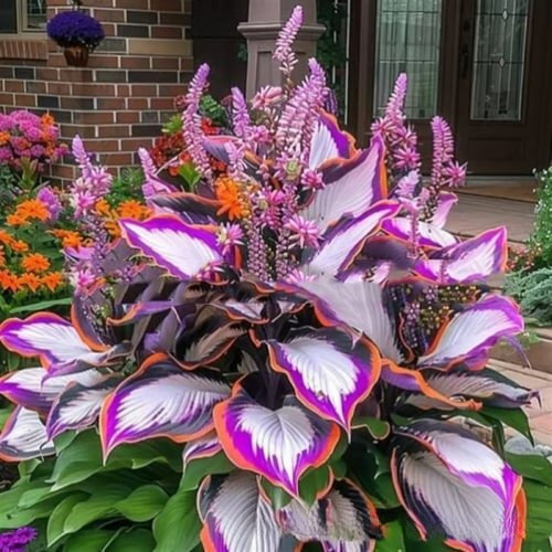 🌱Rare Hosta Seeds for Lush Shade Gardens💖🔥1 Pack-150 Seeds