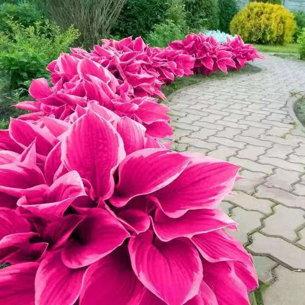 🌱Rare Hosta Seeds for Lush Shade Gardens💖🔥1 Pack-150 Seeds