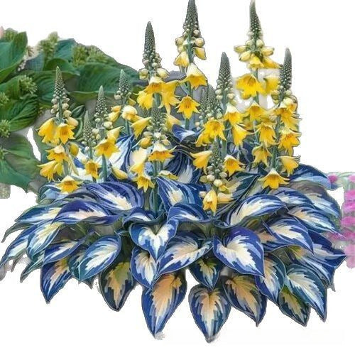 🌱Rare Hosta Seeds for Lush Shade Gardens💖🔥1 Pack-150 Seeds