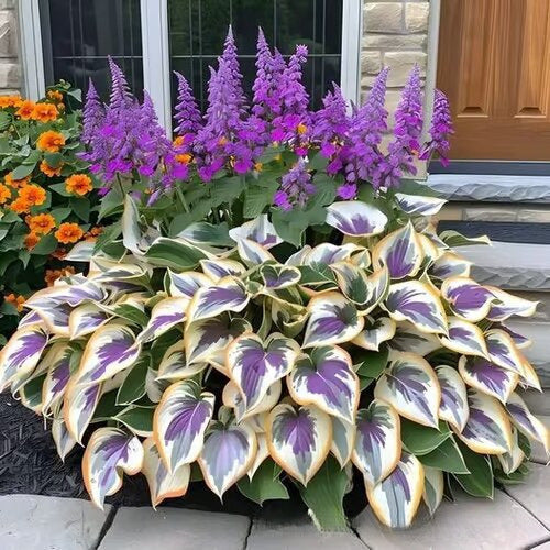 🌱Rare Hosta Seeds for Lush Shade Gardens💖🔥1 Pack-150 Seeds