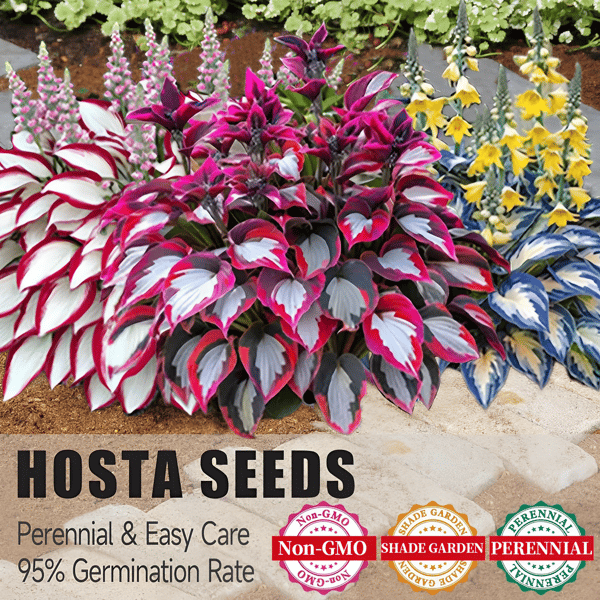 🌱Rare Hosta Seeds for Lush Shade Gardens💖🔥1 Pack-150 Seeds