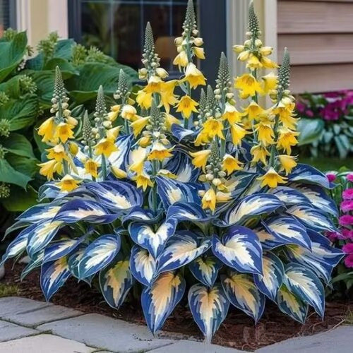 🌱Rare Hosta Seeds for Lush Shade Gardens💖🔥1 Pack-150 Seeds