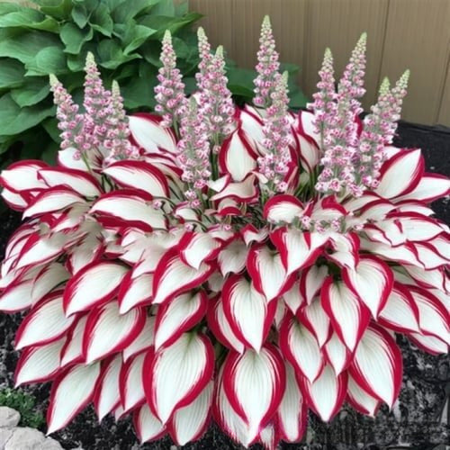 🌱Rare Hosta Seeds for Lush Shade Gardens💖🔥1 Pack-150 Seeds