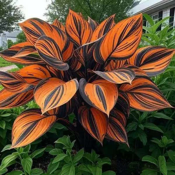 🌱Rare Hosta Seeds for Lush Shade Gardens💖🔥1 Pack-150 Seeds
