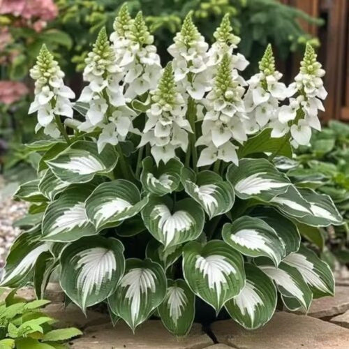 🌱Rare Hosta Seeds for Lush Shade Gardens💖🔥1 Pack-150 Seeds