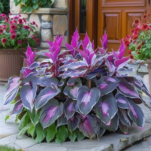 🌱Rare Hosta Seeds for Lush Shade Gardens💖🔥1 Pack-150 Seeds