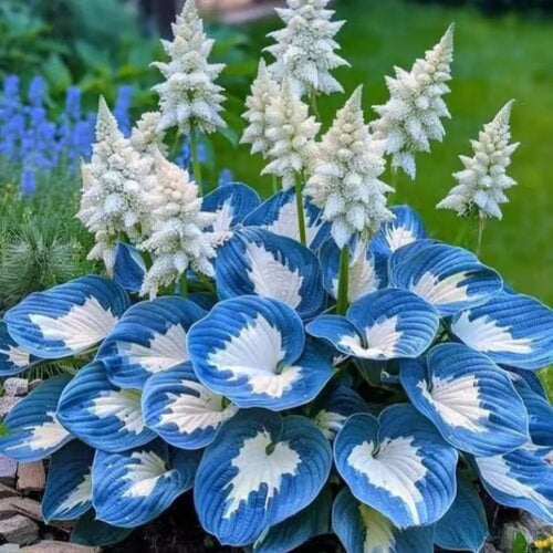 🌱Rare Hosta Seeds for Lush Shade Gardens💖🔥1 Pack-150 Seeds