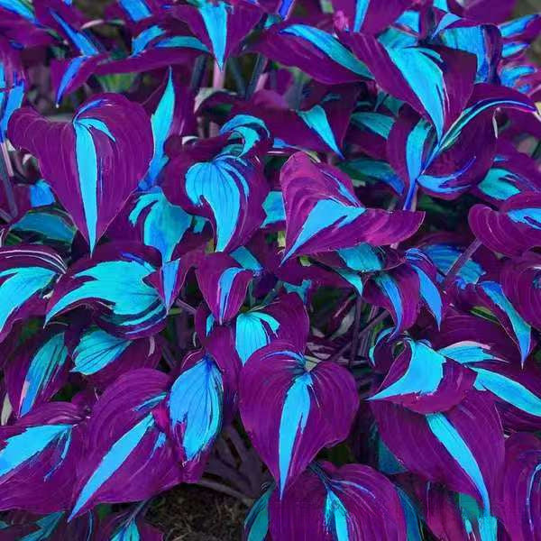 🌱Rare Hosta Seeds for Lush Shade Gardens💖🔥1 Pack-150 Seeds