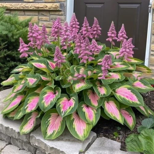 🌱Rare Hosta Seeds for Lush Shade Gardens💖🔥1 Pack-150 Seeds