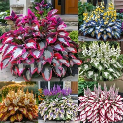 🌱Rare Hosta Seeds for Lush Shade Gardens💖🔥1 Pack-150 Seeds