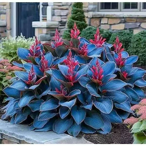 🌱Rare Hosta Seeds for Lush Shade Gardens💖🔥1 Pack-150 Seeds